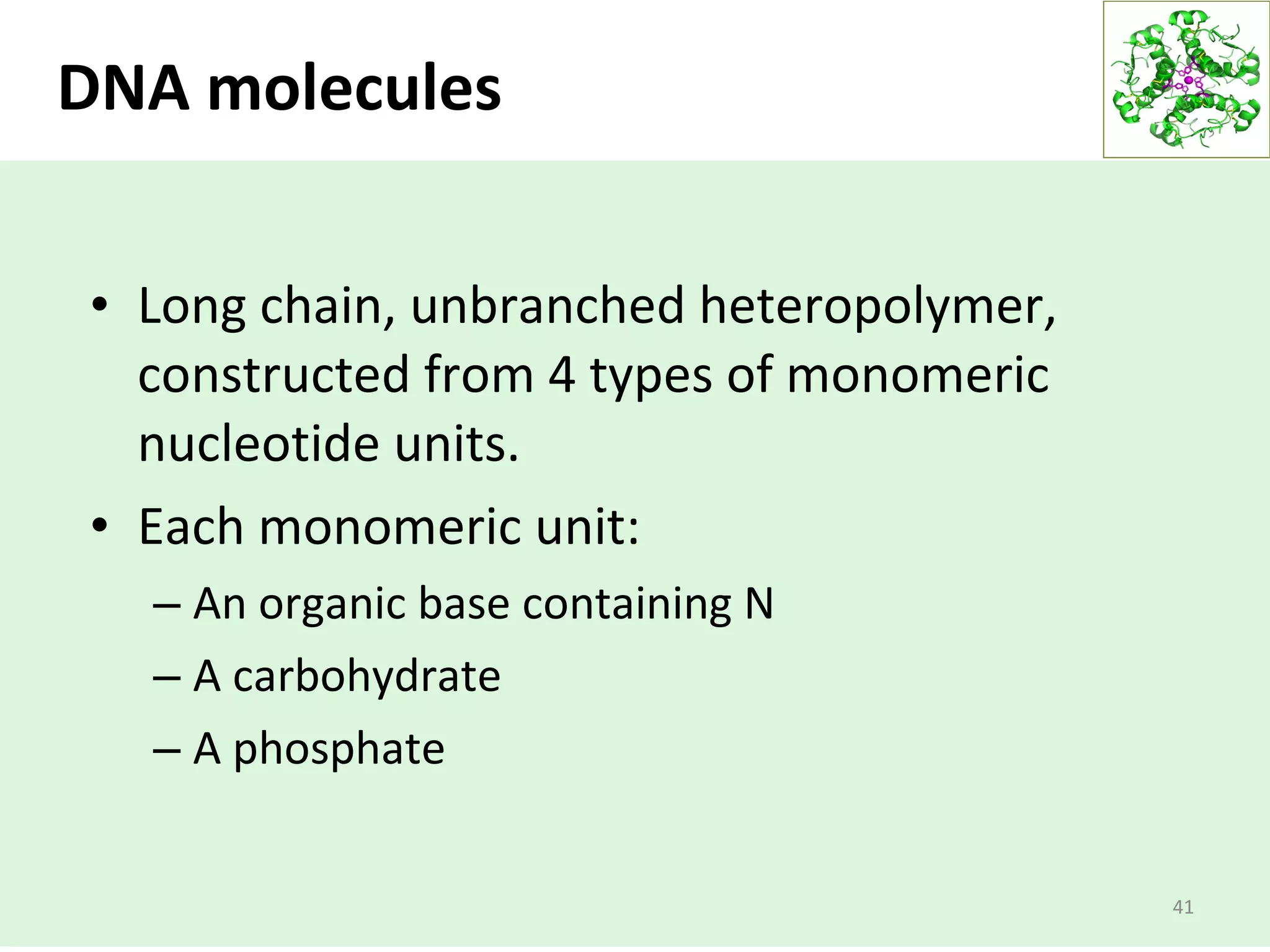 DNA molecules
41
• Long chain, unbranched heteropolymer,
constructed from 4 types of monomeric
nucleotide units.
• Each monomeric unit:
– An organic base containing N
– A carbohydrate
– A phosphate
 