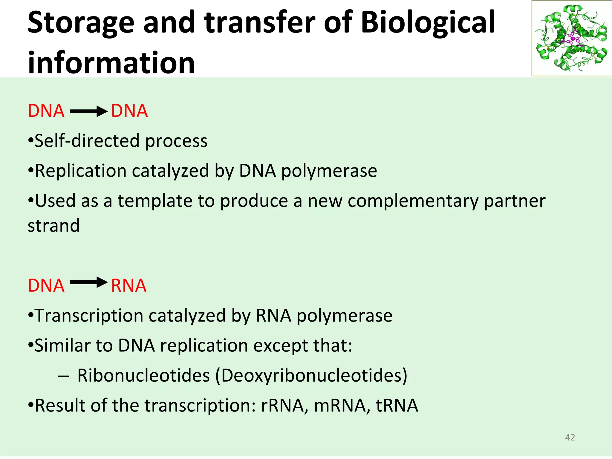 Storage and transfer of Biological
information
DNA DNA
•Self-directed process
•Replication catalyzed by DNA polymerase
•Used as a template to produce a new complementary partner
strand
DNA RNA
•Transcription catalyzed by RNA polymerase
•Similar to DNA replication except that:
– Ribonucleotides (Deoxyribonucleotides)
•Result of the transcription: rRNA, mRNA, tRNA
42
 