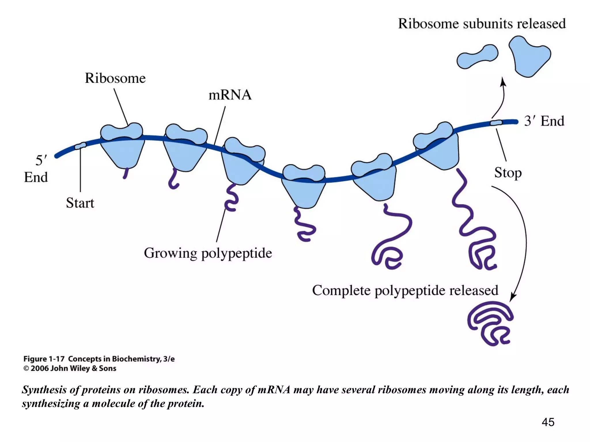 Synthesis of proteins on ribosomes. Each copy of mRNA may have several ribosomes moving along its length, each
synthesizing a molecule of the protein.
45
 