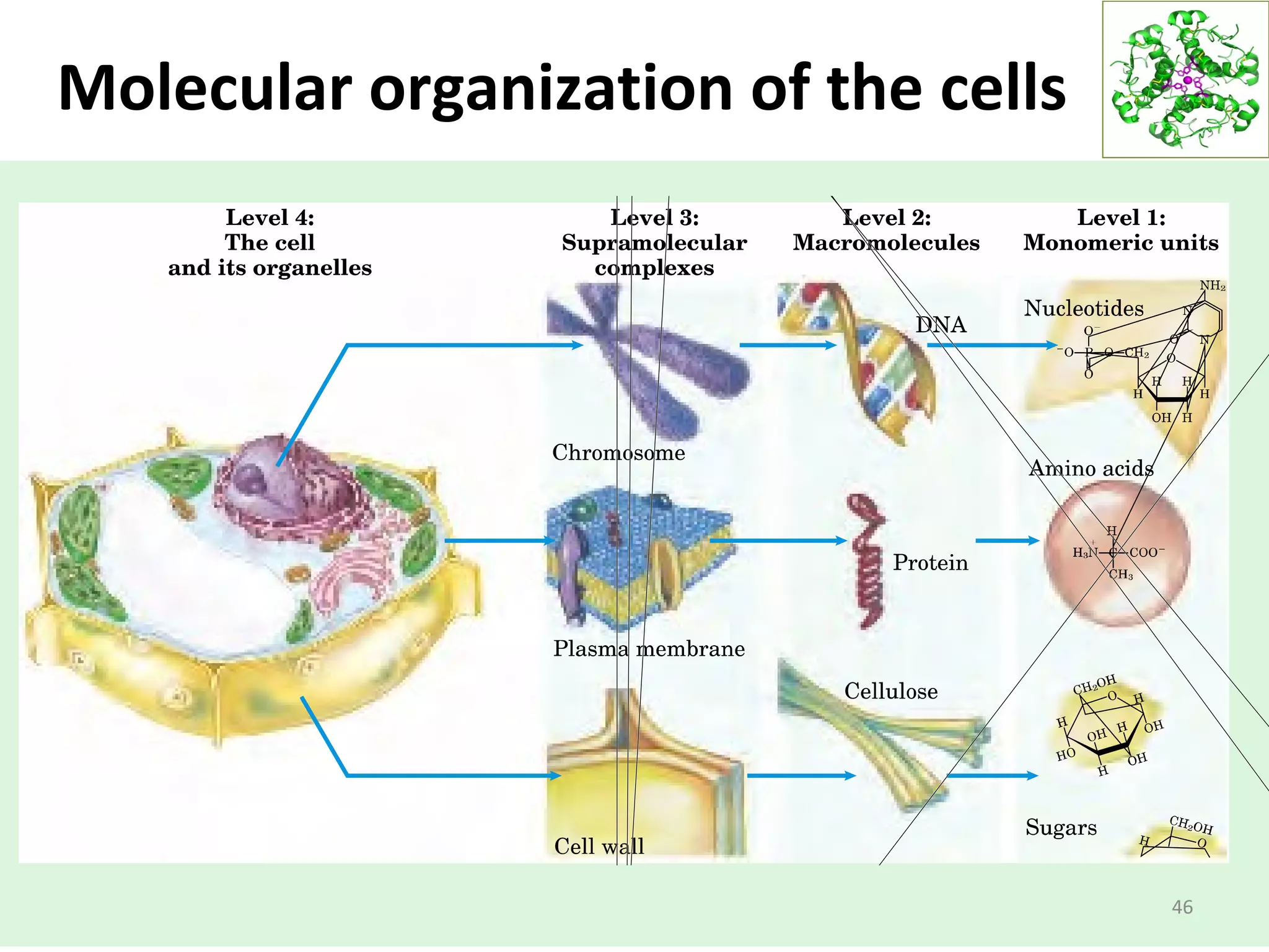 Molecular organization of the cells
46
 