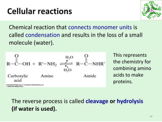 Cellular reactions
This represents
the chemistry for
combining amino
acids to make
proteins.
30
Chemical reaction that connects monomer units is
called condensation and results in the loss of a small
molecule (water).
The reverse process is called cleavage or hydrolysis
(if water is used).
 