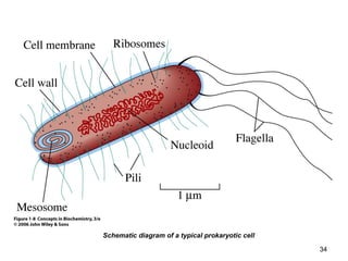 Schematic diagram of a typical prokaryotic cell
34
 