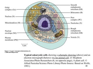 Typical eukaryotic cells showing a schematic drawing (above) and an
electron micrograph (below): (a) An animal cell. (© Biophoto
Associates/Photo Researchers (b, on opposite page), A plant cell. ©
Alfred Pasiceka/Science Photo Library/Photo Source: Based on Wolfe,
1993.) 36
 