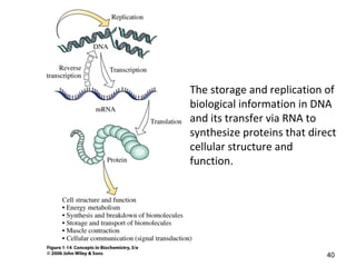 The storage and replication of
biological information in DNA
and its transfer via RNA to
synthesize proteins that direct
cellular structure and
function.
40
 