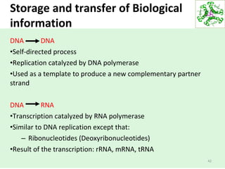 Storage and transfer of Biological
information
DNA DNA
•Self-directed process
•Replication catalyzed by DNA polymerase
•Used as a template to produce a new complementary partner
strand
DNA RNA
•Transcription catalyzed by RNA polymerase
•Similar to DNA replication except that:
– Ribonucleotides (Deoxyribonucleotides)
•Result of the transcription: rRNA, mRNA, tRNA
42
 