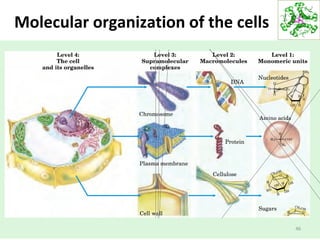 Molecular organization of the cells
46
 