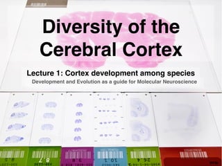 Development and Evolution as a guide for Molecular Neuroscience
Diversity of the
Cerebral Cortex
Lecture 1: Cortex development among species
 