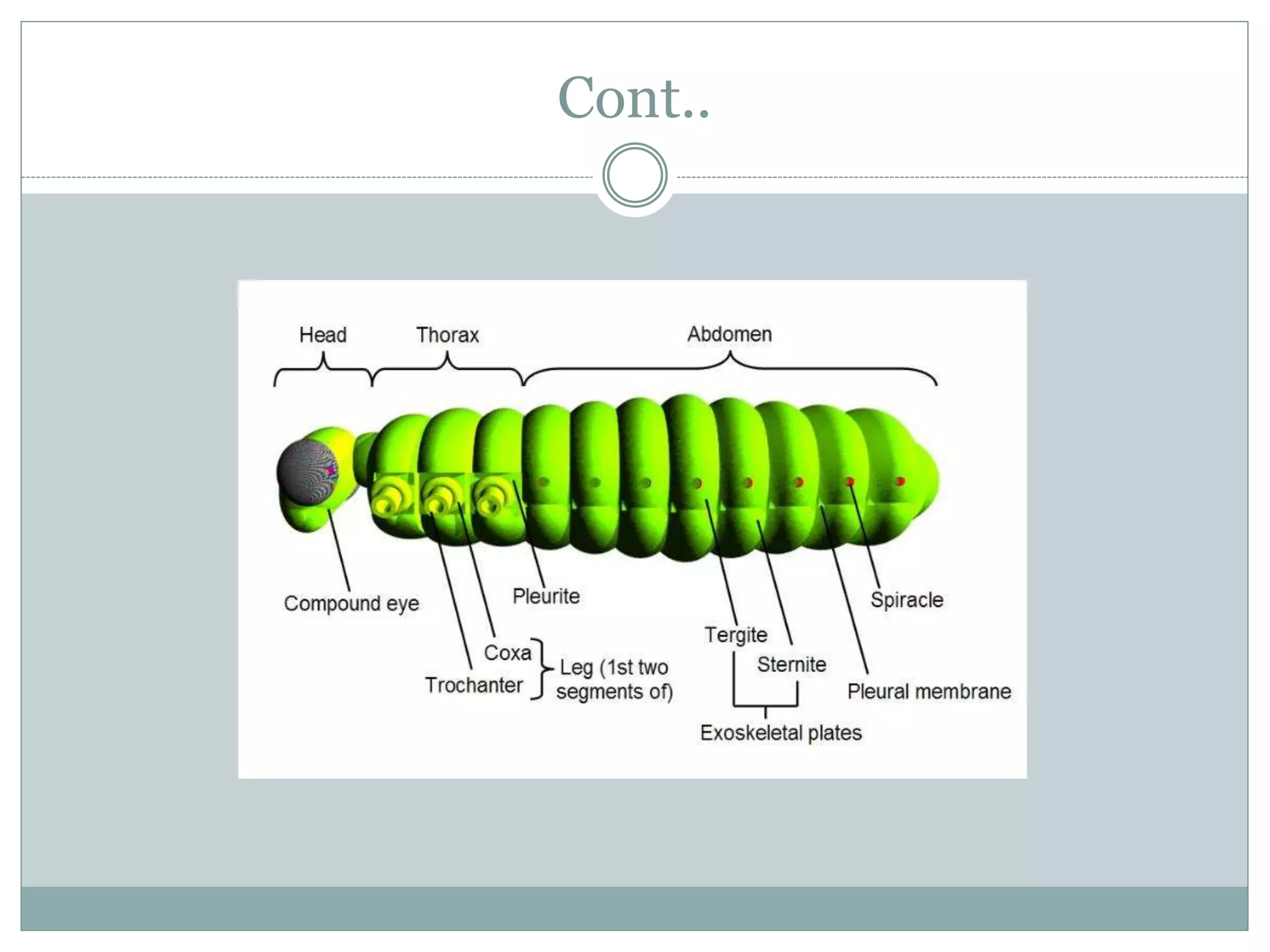 Introduction to medical entomology | PPTX