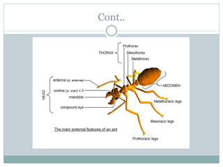 Introduction to medical entomology | PPTX