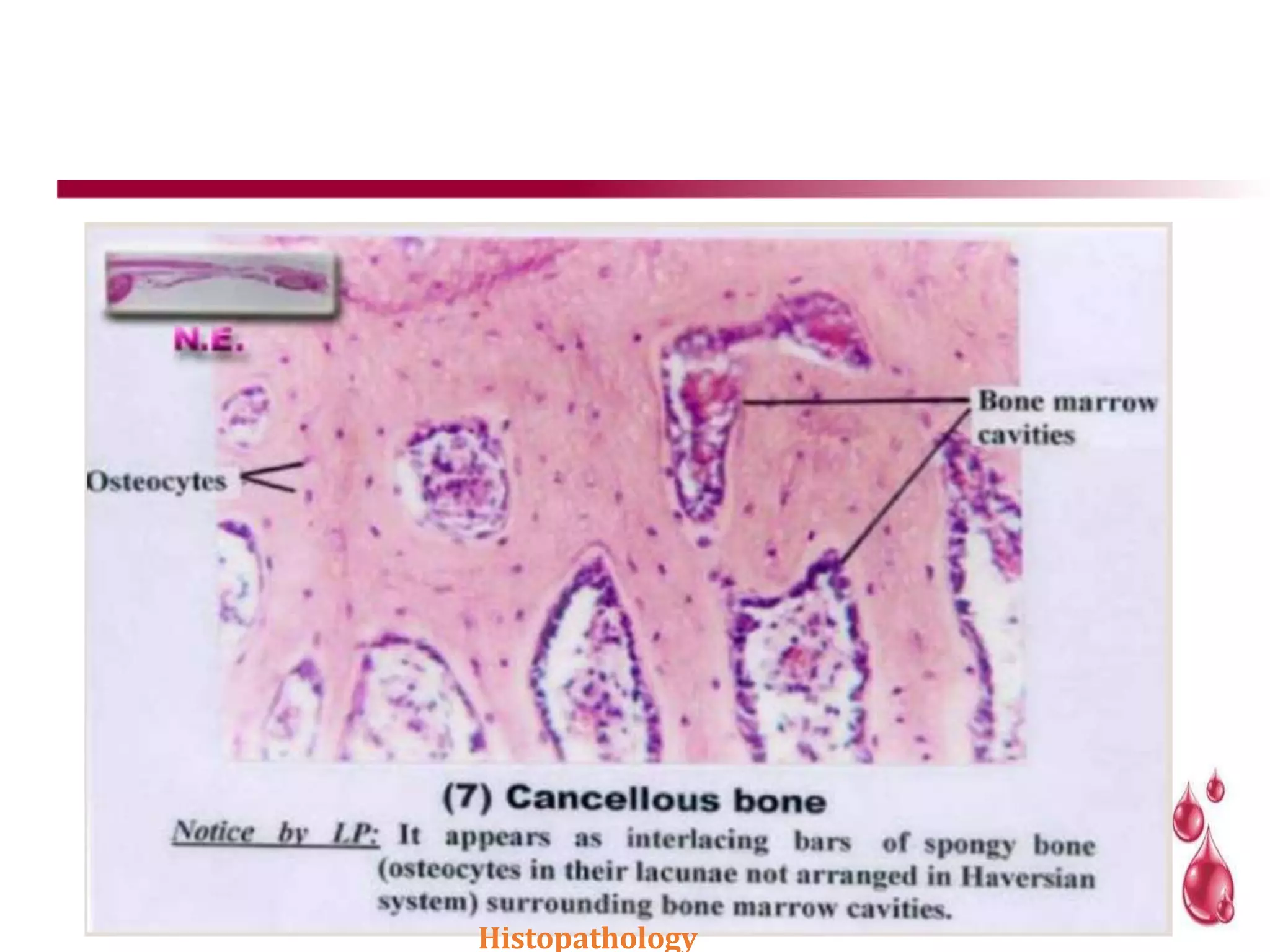 Histopathology
 