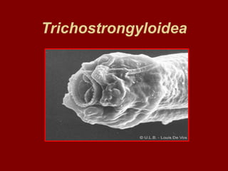 Trichostrongyloidea
 