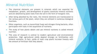 Mineral Nutrition
 The chemical elements are present in minerals which are essential for
metabolism, growth, and development of plants constitute mineral nutrients
and are obtained by plant roots from the soil in the form of inorganic ions.
 After being absorbed by the roots, the mineral elements are translocated to
the various parts of the plant, where they are utilized in numerous biological
functions.
 Other organisms, such as mycorrhizal fungi and nitrogen-fixing bacteria, often
participate with roots in the acquisition of nutrients.
 The study of how plants obtain and use mineral nutrients is called mineral
nutrition.
 This area of research is central to modern agriculture and environmental
protection. High agricultural yields depend strongly on fertilization with
mineral nutrients. In fact, yields of most crop plants increase linearly with
the amount of fertilizer that they absorb.
 