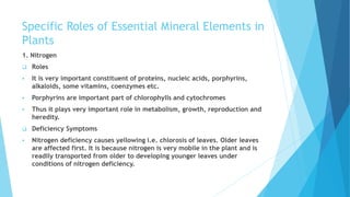 Specific Roles of Essential Mineral Elements in
Plants
1. Nitrogen
 Roles
 It is very important constituent of proteins, nucleic acids, porphyrins,
alkaloids, some vitamins, coenzymes etc.
 Porphyrins are important part of chlorophylls and cytochromes
 Thus it plays very important role in metabolism, growth, reproduction and
heredity.
 Deficiency Symptoms
 Nitrogen deficiency causes yellowing i.e. chlorosis of leaves. Older leaves
are affected first. It is because nitrogen is very mobile in the plant and is
readily transported from older to developing younger leaves under
conditions of nitrogen deficiency.
 