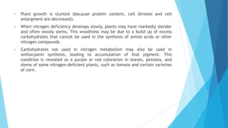  Plant growth is stunted (because protein content, cell division and cell
enlargment are decreased).
 When nitrogen deficiency develops slowly, plants may have markedly slender
and often woody stems. This woodiness may be due to a build up of excess
carbohydrates that cannot be used in the synthesis of amino acids or other
nitrogen compounds.
 Carbohydrates not used in nitrogen metabolism may also be used in
anthocyanin synthesis, leading to accumulation of that pigment. This
condition is revealed as a purple or red coloration in leaves, petioles, and
stems of some nitrogen-deficient plants, such as tomato and certain varieties
of corn.
 