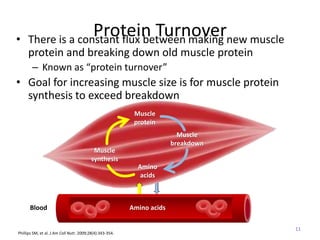 Protein Muscle Cycle Amino Acid Metabolism.pptx