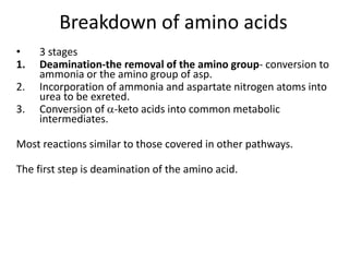 Amino Acid Metabolism.pptx
