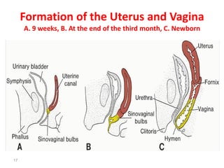 Reproductive system development | PDF