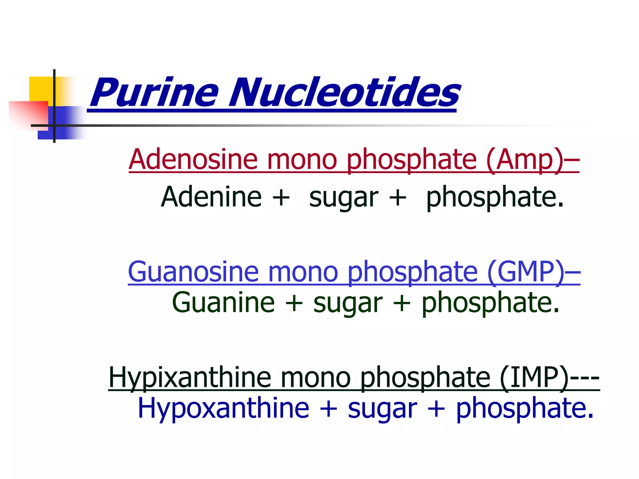 Purine Nucleotides
Adenosine mono phosphate (Amp)–
Adenine + sugar + phosphate.
Guanosine mono phosphate (GMP)–
Guanine + sugar + phosphate.
Hypixanthine mono phosphate (IMP)---
Hypoxanthine + sugar + phosphate.
 