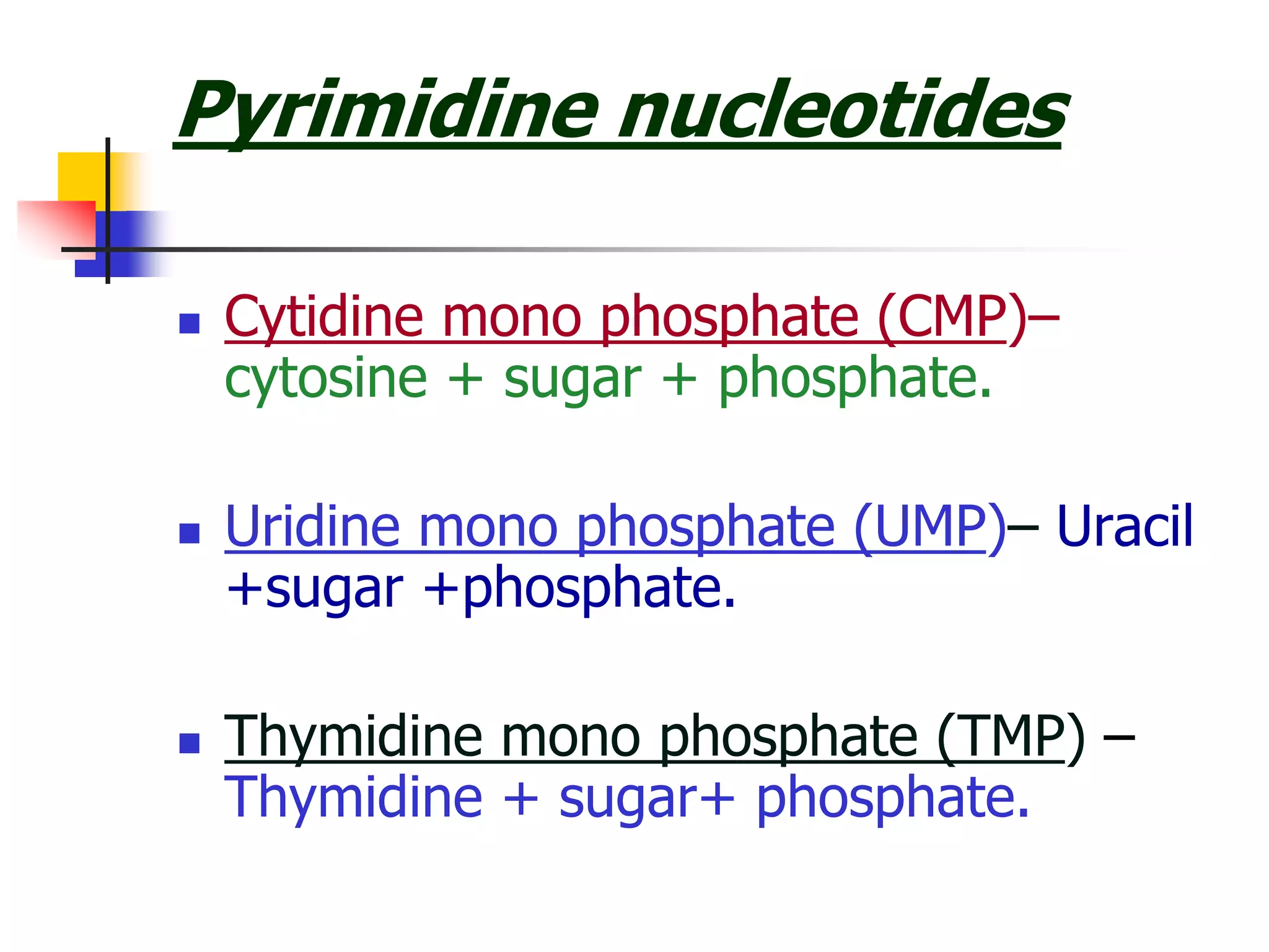 Pyrimidine nucleotides
 Cytidine mono phosphate (CMP)–
cytosine + sugar + phosphate.
 Uridine mono phosphate (UMP)– Uracil
+sugar +phosphate.
 Thymidine mono phosphate (TMP) –
Thymidine + sugar+ phosphate.
 