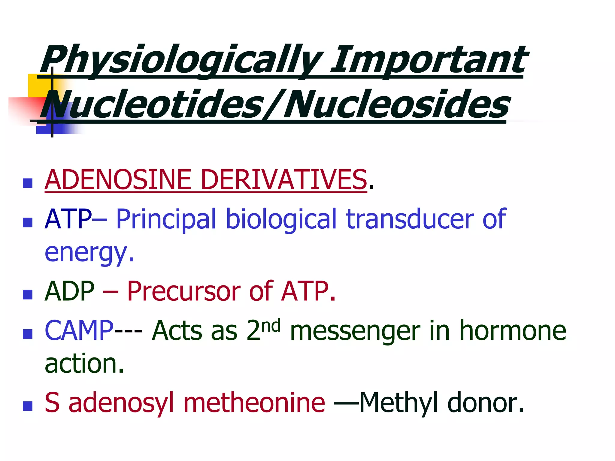 Physiologically Important
Nucleotides/Nucleosides
 ADENOSINE DERIVATIVES.
 ATP– Principal biological transducer of
energy.
 ADP – Precursor of ATP.
 CAMP--- Acts as 2nd messenger in hormone
action.
 S adenosyl metheonine —Methyl donor.
 