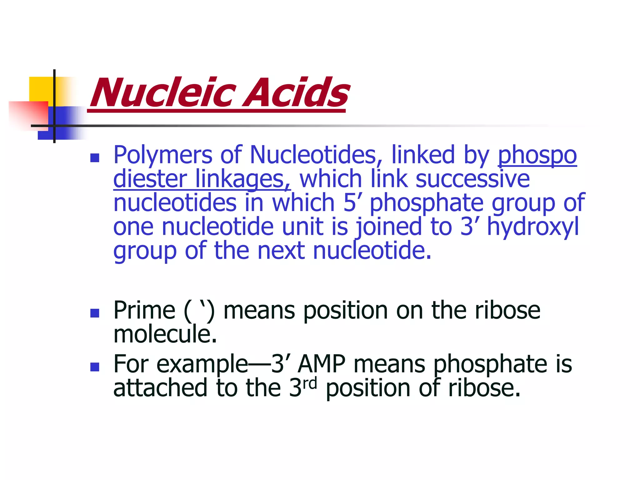 Nucleic Acids
 Polymers of Nucleotides, linked by phospo
diester linkages, which link successive
nucleotides in which 5’ phosphate group of
one nucleotide unit is joined to 3’ hydroxyl
group of the next nucleotide.
 Prime ( ‘) means position on the ribose
molecule.
 For example—3’ AMP means phosphate is
attached to the 3rd position of ribose.
 