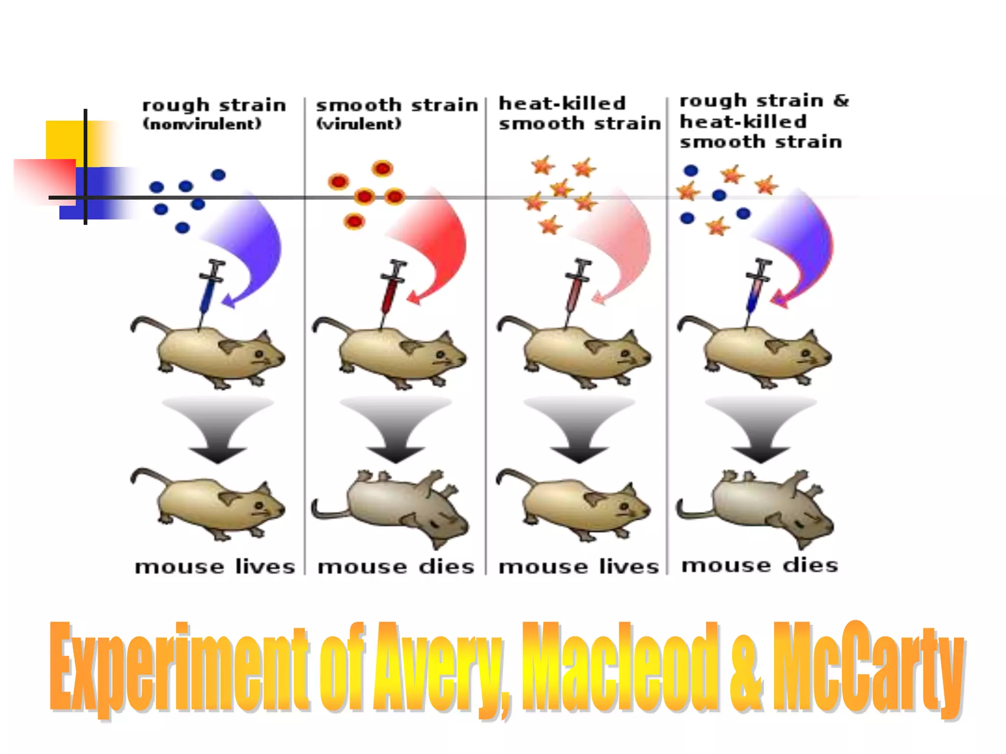 Lecture 1. Chemistry of NA Purines & Pyrimidines.ppt