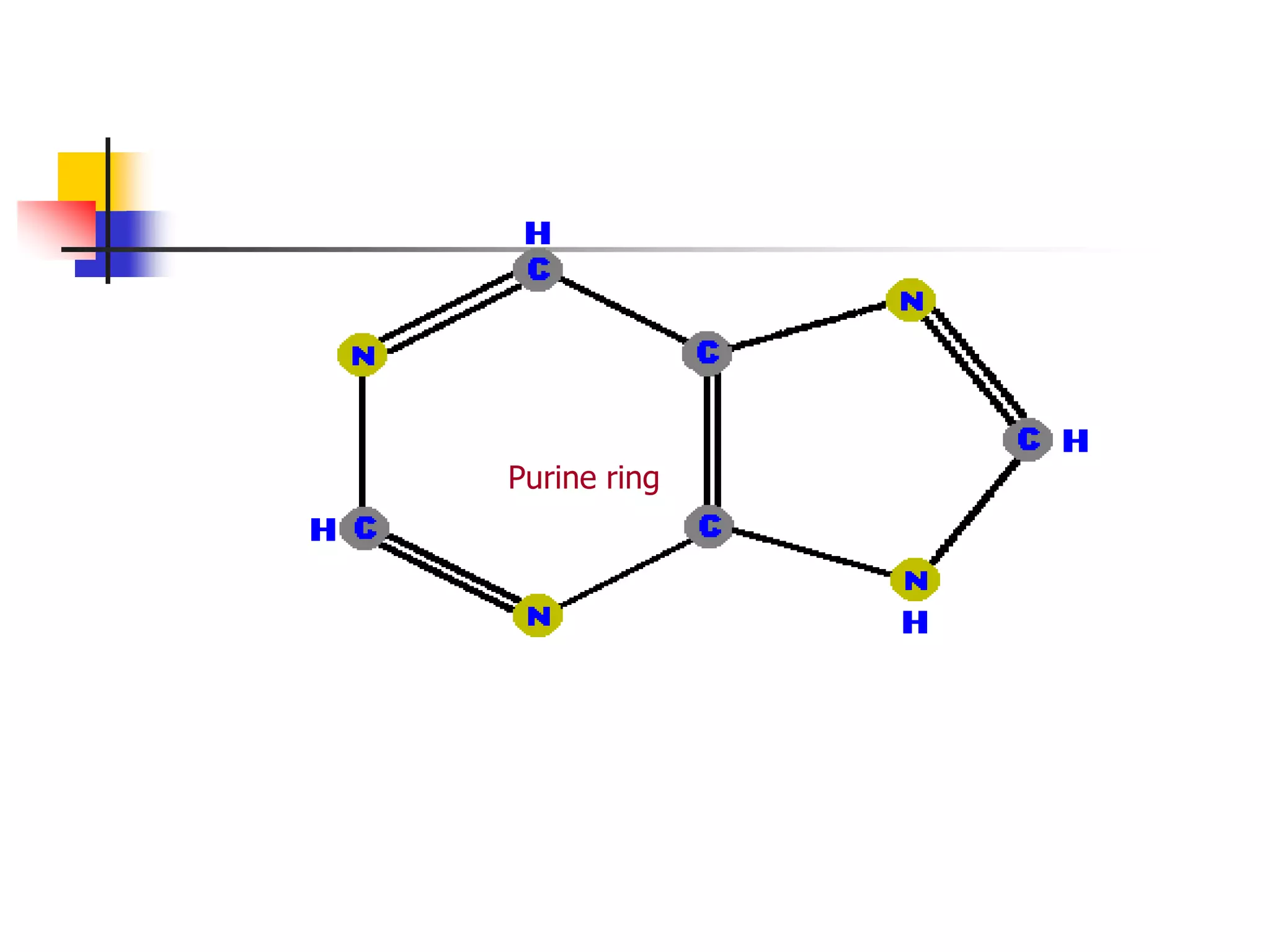 Purine ring
 