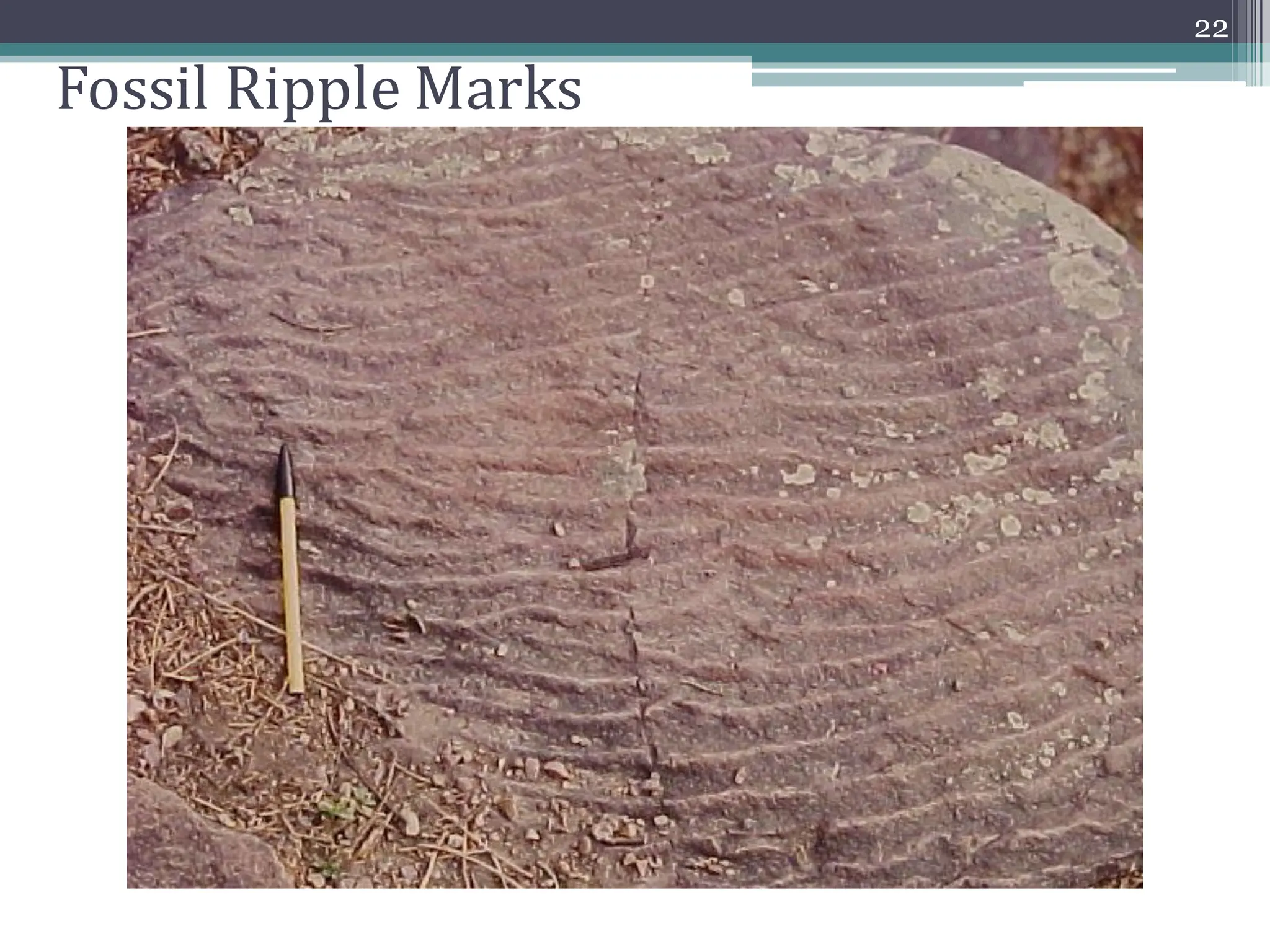 Fossil Ripple Marks
22
 