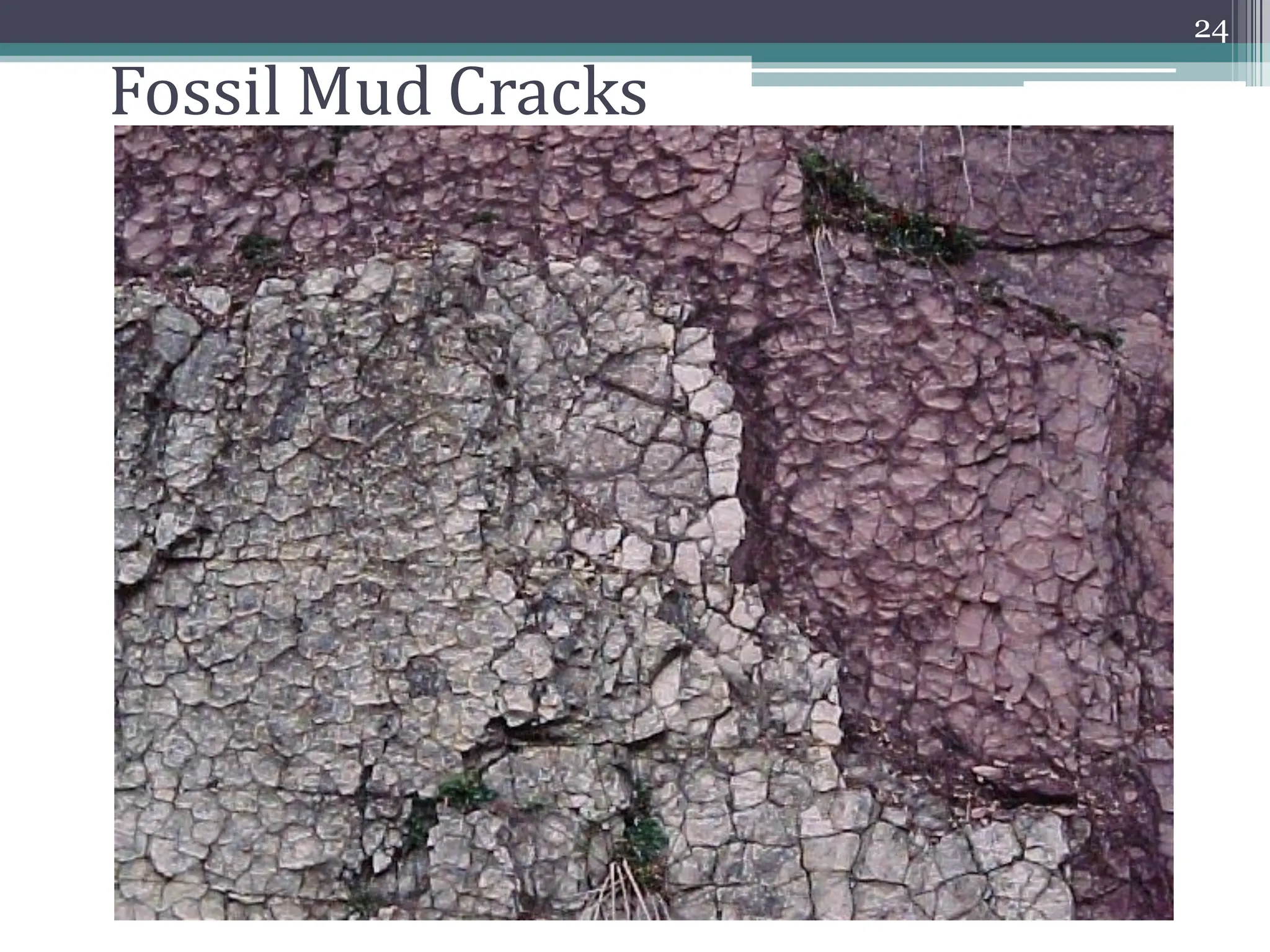 Fossil Mud Cracks
24
 