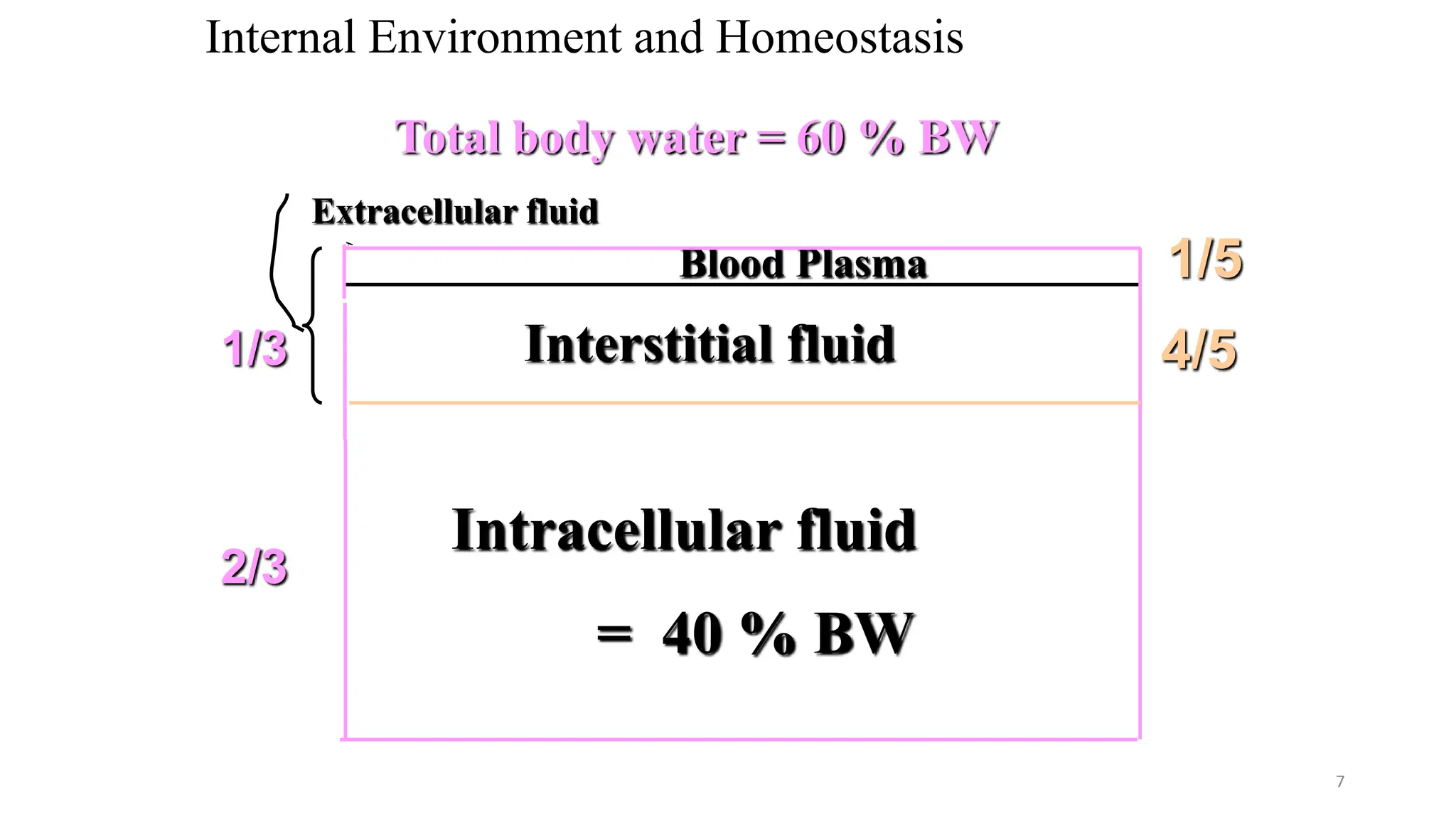 LECTURE Homeostasis maintenance of internal environment 1.ppt