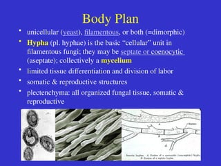 Basic fungal biology presentation lecture.ppt
