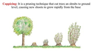 Coppicing Method Lecture 1. Concept of agroforestry Importance and Scope.pptx