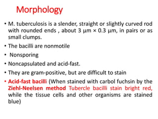 Morphology
• M. tuberculosis is a slender, straight or slightly curved rod
with rounded ends , about 3 µm × 0.3 µm, in pairs or as
small clumps.
• The bacilli are nonmotile
• Nonsporing
• Noncapsulated and acid-fast.
• They are gram-positive, but are difficult to stain
• Acid-fast bacilli (When stained with carbol fuchsin by the
Ziehl-Neelsen method Tubercle bacilli stain bright red,
while the tissue cells and other organisms are stained
blue)
 