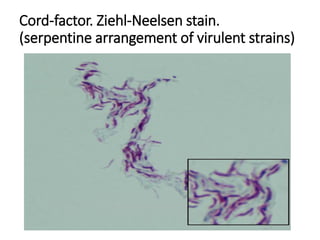 Cord-factor. Ziehl-Neelsen stain.
(serpentine arrangement of virulent strains)
 