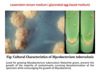 Lowenstein-Jensen medium ( glycerated egg-based medium)
(used for growing Mycobacterium tuberculosis Malachite green, prevent the
growth of the majority of contaminants surviving decontamination of the
specimen while encouraging the growth of Mycobacteria)
 