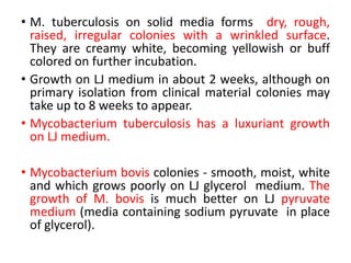 • M. tuberculosis on solid media forms dry, rough,
raised, irregular colonies with a wrinkled surface.
They are creamy white, becoming yellowish or buff
colored on further incubation.
• Growth on LJ medium in about 2 weeks, although on
primary isolation from clinical material colonies may
take up to 8 weeks to appear.
• Mycobacterium tuberculosis has a luxuriant growth
on LJ medium.
• Mycobacterium bovis colonies - smooth, moist, white
and which grows poorly on LJ glycerol medium. The
growth of M. bovis is much better on LJ pyruvate
medium (media containing sodium pyruvate in place
of glycerol).
 