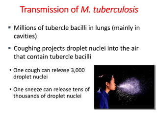 Transmission of M. tuberculosis
• One cough can release 3,000
droplet nuclei
• One sneeze can release tens of
thousands of droplet nuclei
▪ Millions of tubercle bacilli in lungs (mainly in
cavities)
▪ Coughing projects droplet nuclei into the air
that contain tubercle bacilli
 