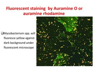 Fluorescent staining by Auramine O or
auramine rhodamine
❑Mycobacterium spp. will
fluoresce yellow against
dark background under
fluorescent microscope
 