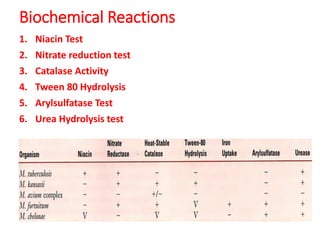 Biochemical Reactions
1. Niacin Test
2. Nitrate reduction test
3. Catalase Activity
4. Tween 80 Hydrolysis
5. Arylsulfatase Test
6. Urea Hydrolysis test
 