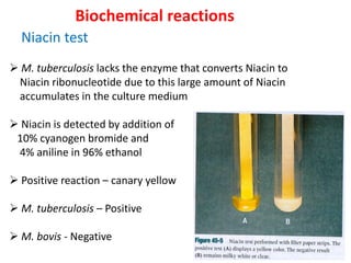 Biochemical reactions
Niacin test
➢ M. tuberculosis lacks the enzyme that converts Niacin to
Niacin ribonucleotide due to this large amount of Niacin
accumulates in the culture medium
➢ Niacin is detected by addition of
10% cyanogen bromide and
4% aniline in 96% ethanol
➢ Positive reaction – canary yellow
➢ M. tuberculosis – Positive
➢ M. bovis - Negative
 