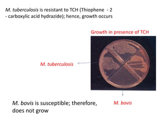 M. tuberculosis is resistant to TCH (Thiophene - 2
- carboxylic acid hydrazide); hence, growth occurs
M. bovis
M. tuberculosis
Growth in presence of TCH
M. bovis is susceptible; therefore,
does not grow
 