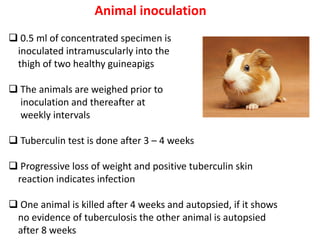Animal inoculation
❑ 0.5 ml of concentrated specimen is
inoculated intramuscularly into the
thigh of two healthy guineapigs
❑ The animals are weighed prior to
inoculation and thereafter at
weekly intervals
❑ Tuberculin test is done after 3 – 4 weeks
❑ Progressive loss of weight and positive tuberculin skin
reaction indicates infection
❑ One animal is killed after 4 weeks and autopsied, if it shows
no evidence of tuberculosis the other animal is autopsied
after 8 weeks
 