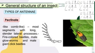 Pectinate Spur Insect Principles of Entomology Lecture 1.pptx