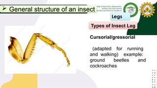 Principles of Entomology Lecture 1.pptx