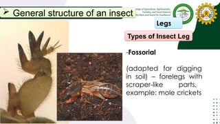 Principles of Entomology Lecture 1.pptx