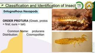 Protura Insect Principles of Entomology Lecture 1.pptx