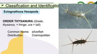 Ura Insect Principles of Entomology Lecture 1.pptx