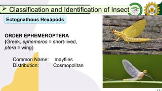 Principles of Entomology Lecture 1.pptx