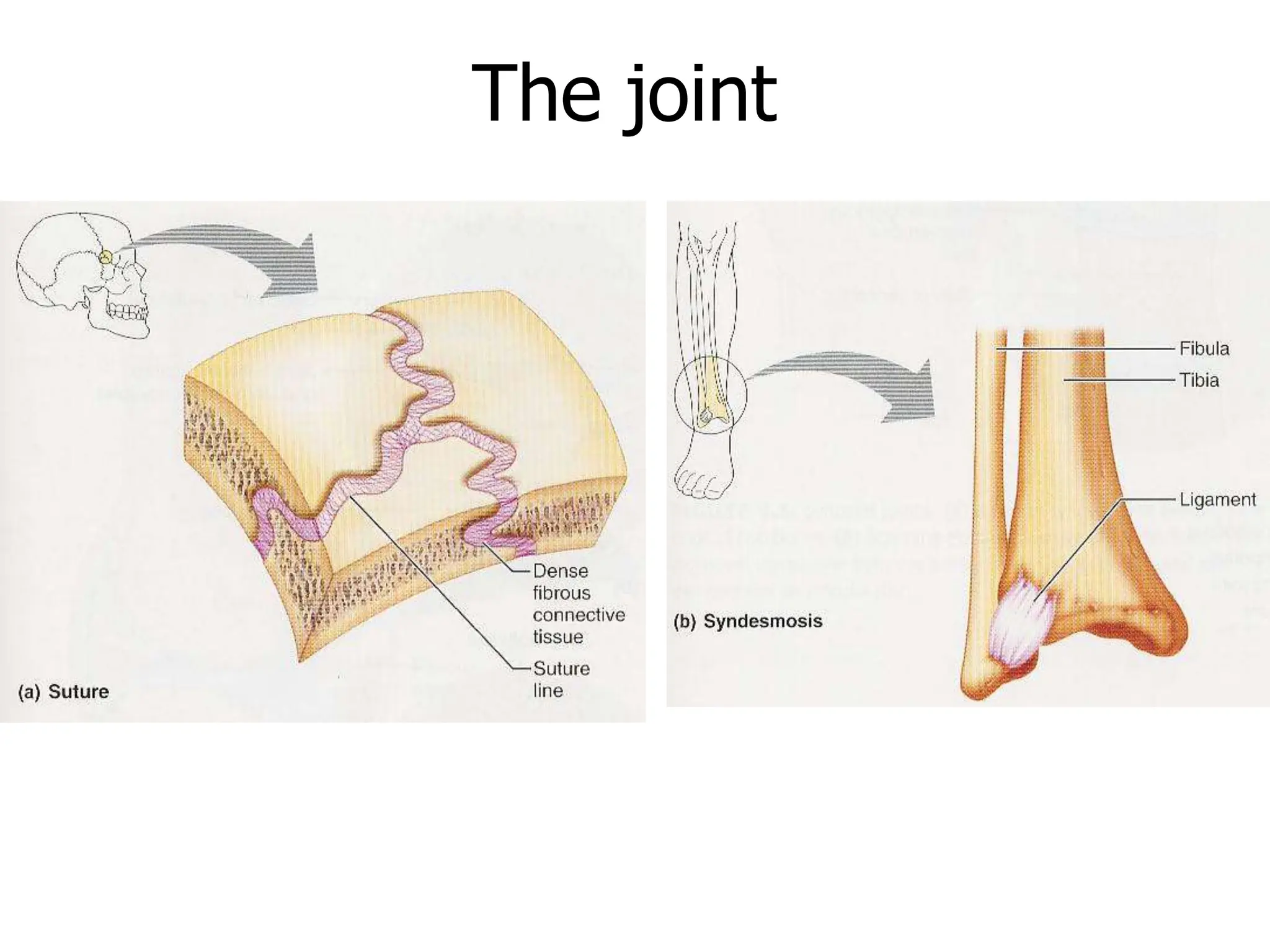 Os Multangular Joint LECTURE1 -Anatomy_of_Musculoskeletal_System.ppt