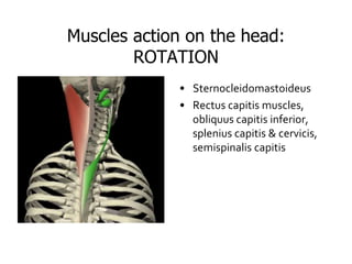 LECTURE1 -Anatomy_of_Musculoskeletal_System.ppt